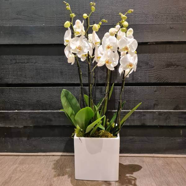 Abonnement floral entreprise sur  -ème