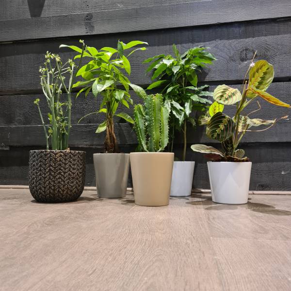 Plantes