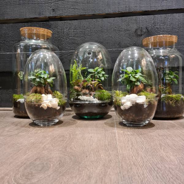 Terrarium lyon6
